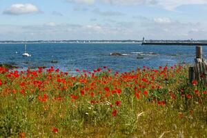 Le Croisic wild coast photo