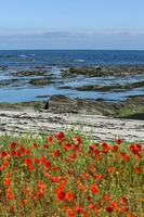 Le Croisic wild coast photo