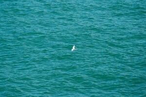 A white bird flying over the sea. photo