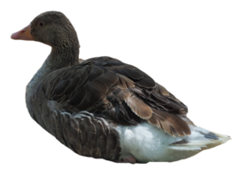 Toulouse goose bird transparent PNG
