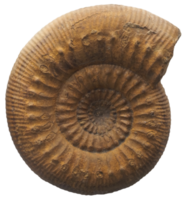 ammonite conchiglia fossile trasparente png