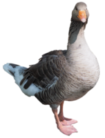 toulouse Gans Vogel transparent png