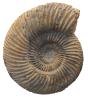 Ammonite shell fossil transparent PNG