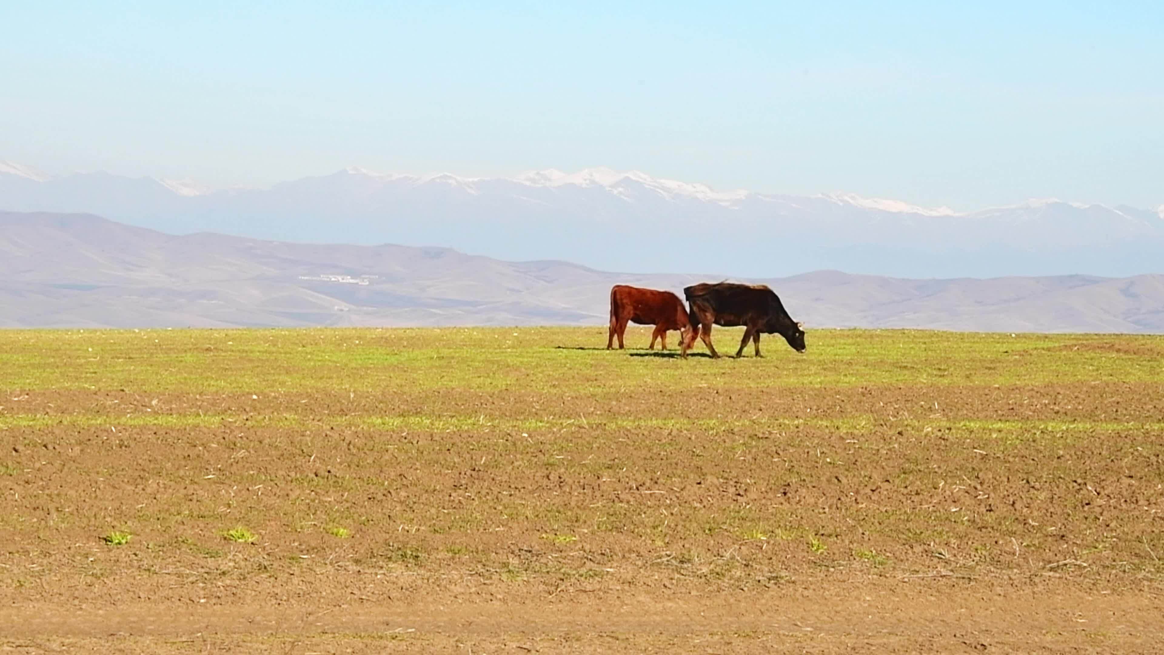 Two cows eat feed on grass in field countryside of Tusheti