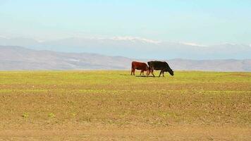 deux vaches manger alimentation sur herbe dans champ campagne de Géorgie. toucheti. Caucase montagnes intervalle agriculture et Lait industrie video