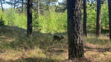 bembi en el bosque video