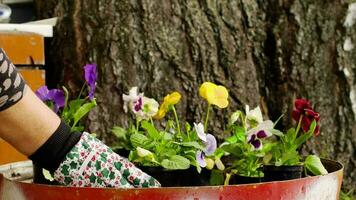 een vrouw planten mooi viooltjes en violen in de grond. bloemen in de tuin video