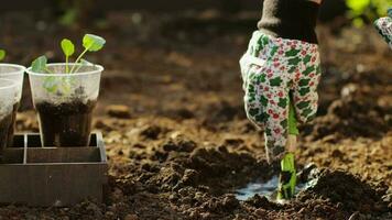 brócolis repolho dentro a jardim. crescendo brócolis. crescendo eco produtos. orgânico cultivo video