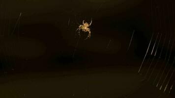 A close up view of a spider in the centre of the web. Cross Spider Catch Fly And Wrapping With Silk. macro shot video