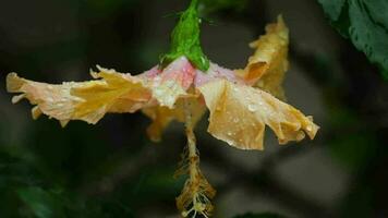 dichtbij omhoog, hibiscus bloem onder regendruppels. tropisch bloem, Thailand video