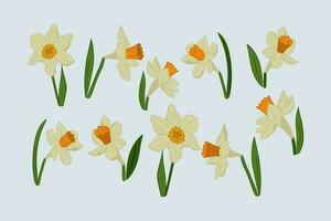 Collection of hand drawn vector daffodils or jonquil with leaves. Flat isolated flowers and leaves with colored outlines. Perfect for stickers, tatoo, pattern, background, wrapping paper