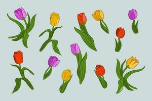 Collection of hand drawn vector tulips with leaves. Flat colored flowers and leaves with colored outlines. Isolated illustration that perfect for stickers, tatoo, pattern, background, wrapping paper