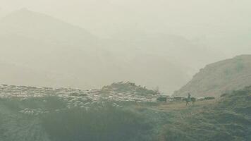 Flock of sheep in countryside of Georgia surrounded by scenic mountains landscape in hazy cold morning. Shephard on horse with sheep flock in highlands video