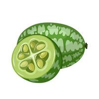 Vector illustration, whole and halved cucamelons, scientific name Melothria scabra, isolated on white background.