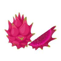 Vector illustration, ripe pitahaya fruit, known as dragon fruit, isolated on white background