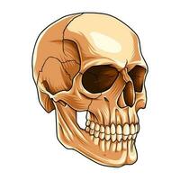 human body skeleton for medical needs vector