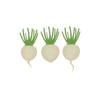 Fresh Turnip Vegetable Illustration Logo vector