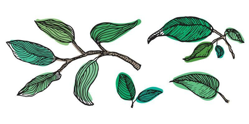vector green summer spring branch of a tree with leaves and flower blossom engraved vintage retro line art graphic style
