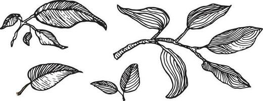 rama de un árbol con hojas grabado Clásico retro gráfico estilo vector