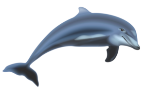 delfino isolato png grafico