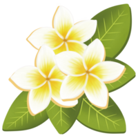 frangipani flor natureza png