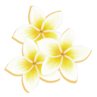 frangipani blomma natur png