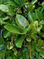 image of fresh and wet green leaves after rain.  Suitable for eye therapy or relaxation from stress photo