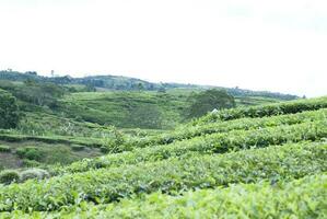 Tea Garden in the area of Mount Kerinci, Jambi, Indonesia photo