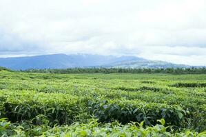 Tea Garden in the area of Mount Kerinci, Jambi, Indonesia photo