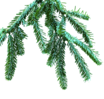 Spruce Branch PNG