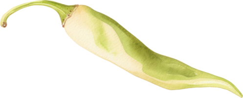 Green chilli watercolor illustration. AI Generated png