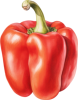 Red bell pepper watercolor illustration. AI Generated png