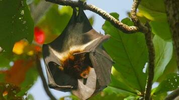 Flying fox hangs upside down holding on to a tree in its usual habitat in a forest with green plants video