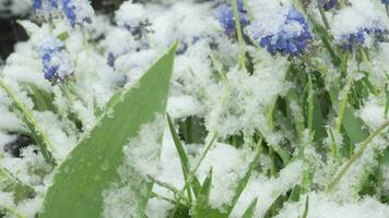 sneeuw viel Aan bloemen in lente, tijdsverloop. concept verkoudheid in voorjaar seizoen video