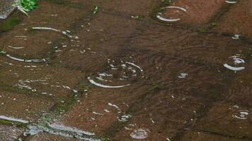 gotas de chuva caindo em poça, câmera lenta video