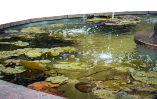 vue de une jardin étang rempli avec aquatique les plantes en dessous de pluie. l'eau lis png