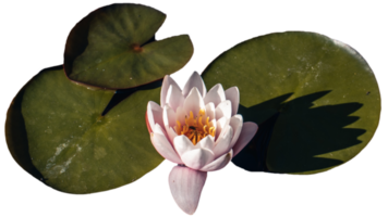 View of a garden pond with water lily and sleepy bug. png