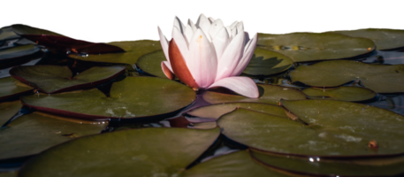 View of a garden pond with pink water lily flower and water lettuces. png