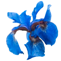 Bright blue Iris in garden landscape photo. Nature scenery photography with ferce on background. png