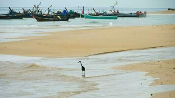 grote Oceaan rif reiger egretta sacra jaagt voor vis Bij nai yang strand, phuket video