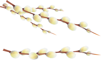 Catkin or Ament Transparent Illustration png