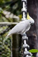 Beautiful tropical bird photo