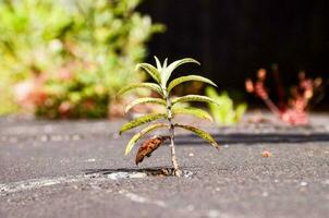 Plant growing in the concrete photo