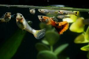 Fishes in an aquarium photo