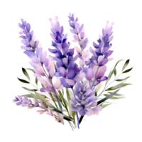 watercolor lavender pressed dried flowers illustration png