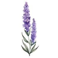 watercolor lavender pressed dried flowers illustration. AI Generated png