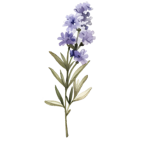 watercolor lavender pressed dried flowers illustration. AI Generated png