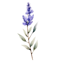 waterverf lavendel ingedrukt droog bloemen illustratie png