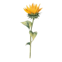 tournesol aquarelle illustration png