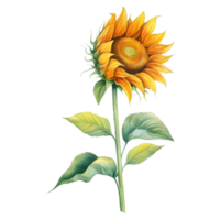 sunflower watercolor illustration png
